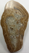 Rough fossil turritella 1 1/2 inch