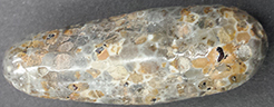 Polished coral fossil 1 3/4 inch specimen