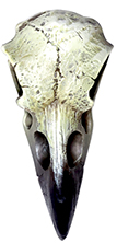 Alchemy of England resin bird skull necklace