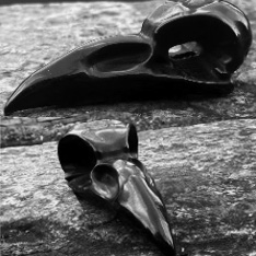 Obsidian raven skull 5 inch