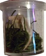 Rodent jaw curio 1 1/2 inch