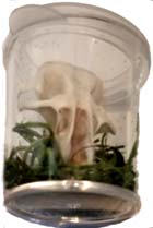 Rodent skull curio 1 1/2 inch